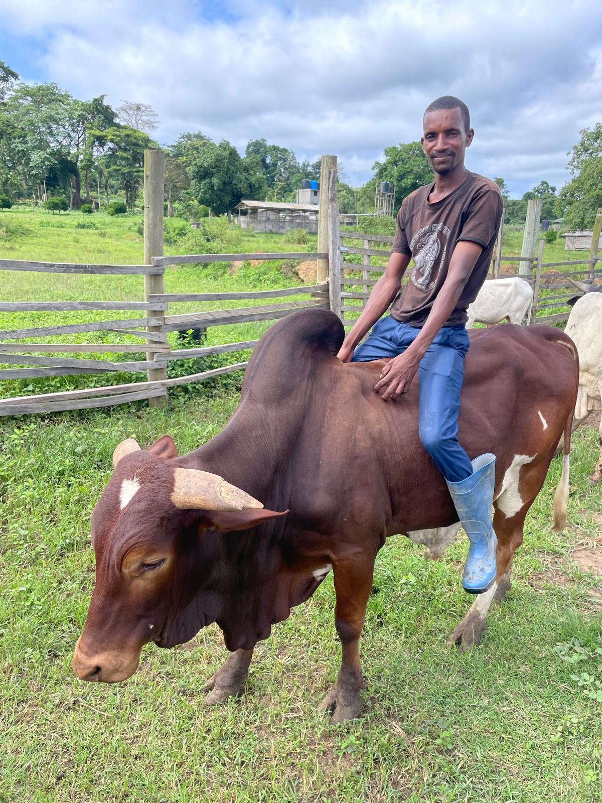 Éleveur avec un bovin de la ferme