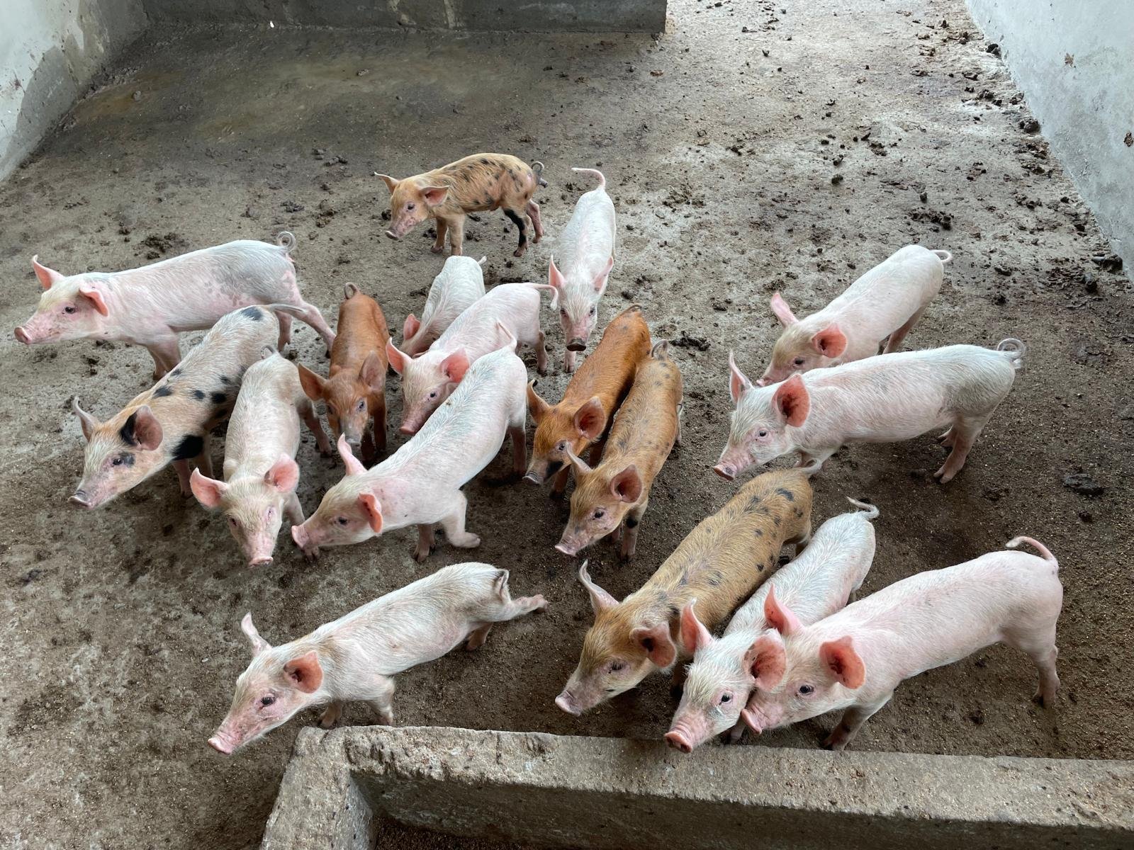 Porcelets dans la porcherie