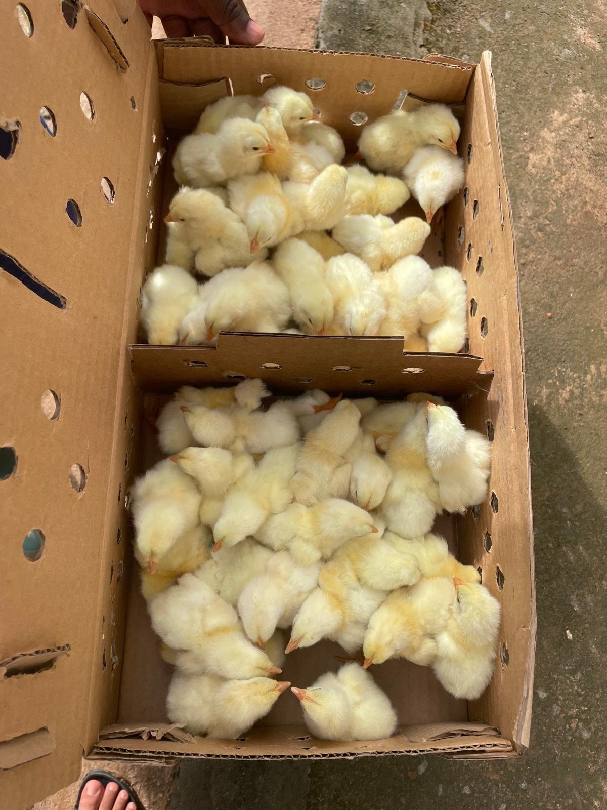 Poussins disponibles à la ferme