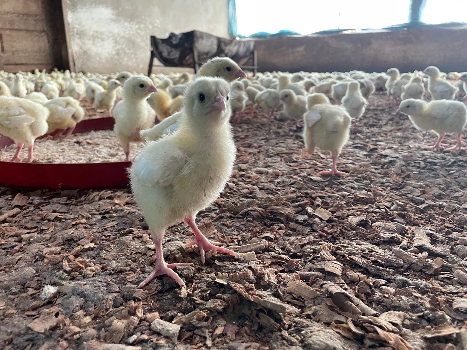 Poussins dans leur bâtiment d’élevage